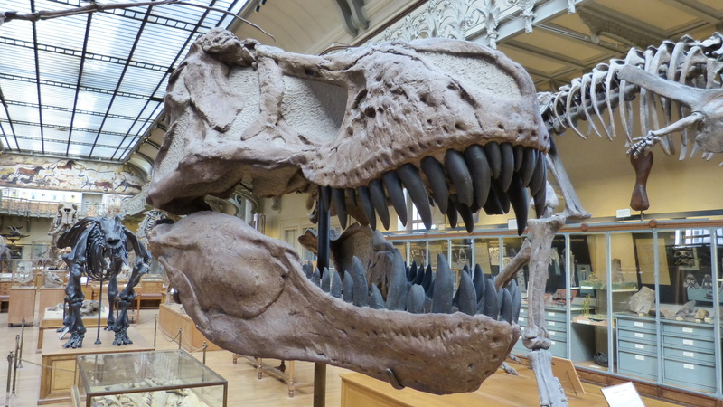 predatory dinosaurs, 2K, dinosaur skeleton, ceiling, history, indoors, architecture, dinosaur, animal representation, sculpture, mammal, bone, exhibition