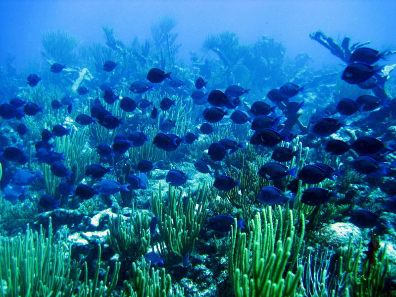 sea life, invertebrate, swimming, wildlife, black, school, sea, vertebrate, blue tang, aquarium, 2K, tropical, ecosystem, ocean, group of animals, water