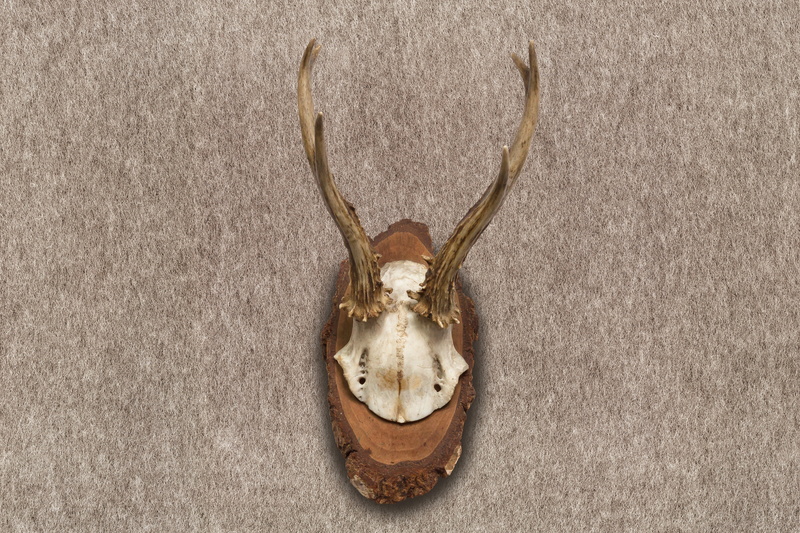 wall decoration, mammal, deer, animal body part, no people, day, hunting trophy, trophy, wall - building feature, hunting, animal skull, award, animal