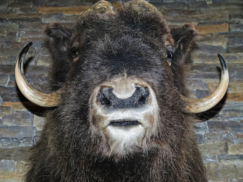 vertebrate, herbivorous, macro, domestic animals, head, eye, livestock, animal body part, 4K, focus on foreground, bison, outdoors, animal head, animal wildlife