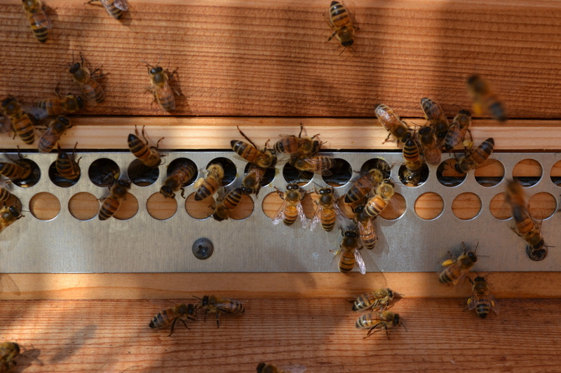 insects, large group of animals, group of animals, nature, animal wildlife, bee, fly, animal themes, dappled, no people, large group of objects, animal representation