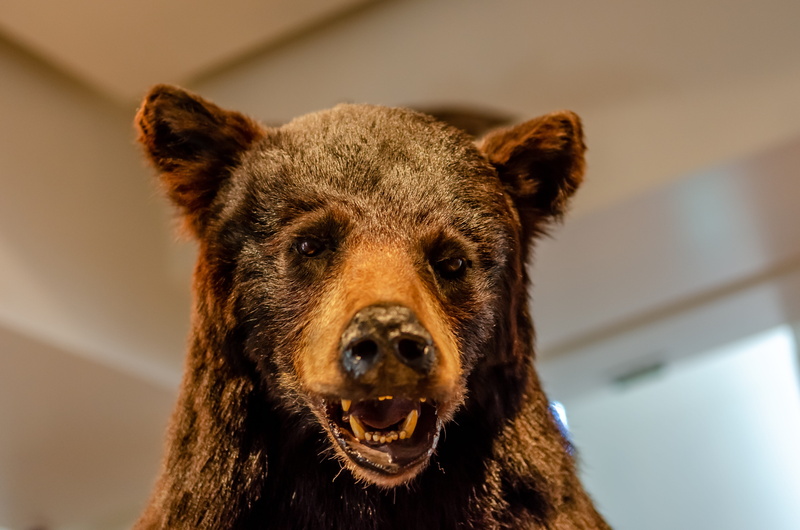 day, close-up, animals in the wild, animal themes, head, wild, brown, indoors, vertebrate, fur, looking at camera, animal, bear, no people, animal wildlife