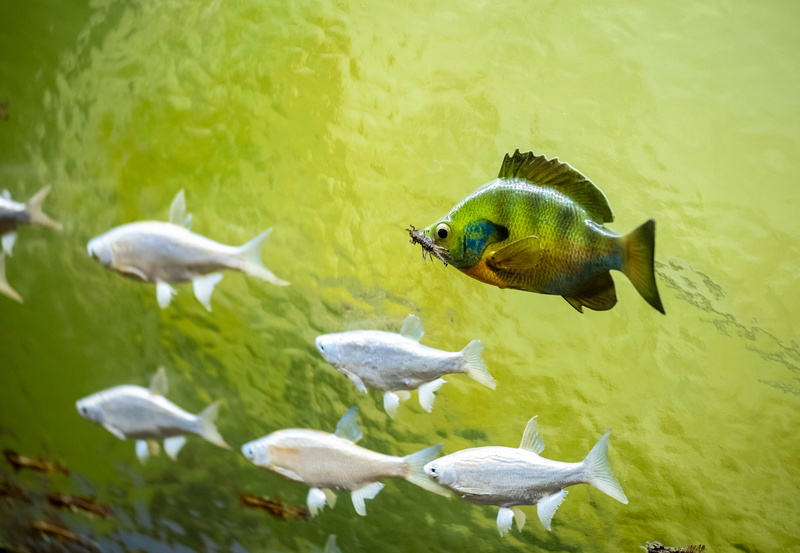 marine, lake, water, nature, diorama, animal, focus on foreground, bird, underwater, 4K, medium group of animals, vertebrate, swimming, animal family
