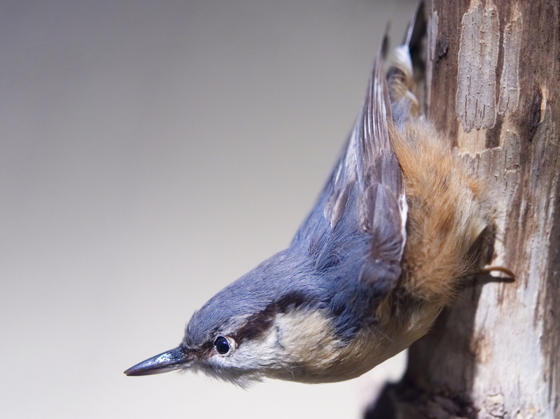 animals in the wild, garden, profile view, 4K, outdoors, beak, passerine, eye stripe, exhibition, animal themes, nuthatch, vertebrate, ornithology, animal wildlife
