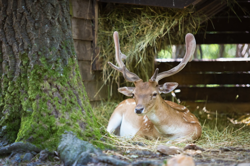 herbivorous, dama dama, no people, deer, animal body part, brown, animal wildlife, taxidermy, Nature, horned, land, lying, forest, Mammal, 4K, relaxation