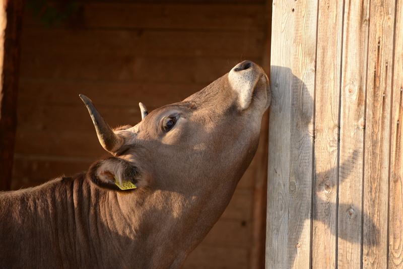 animal body part, no people, day, animal themes, vertebrate, livestock, animal wildlife, 5K, animal, herbivorous, stable, domestic animals, outdoors, pets