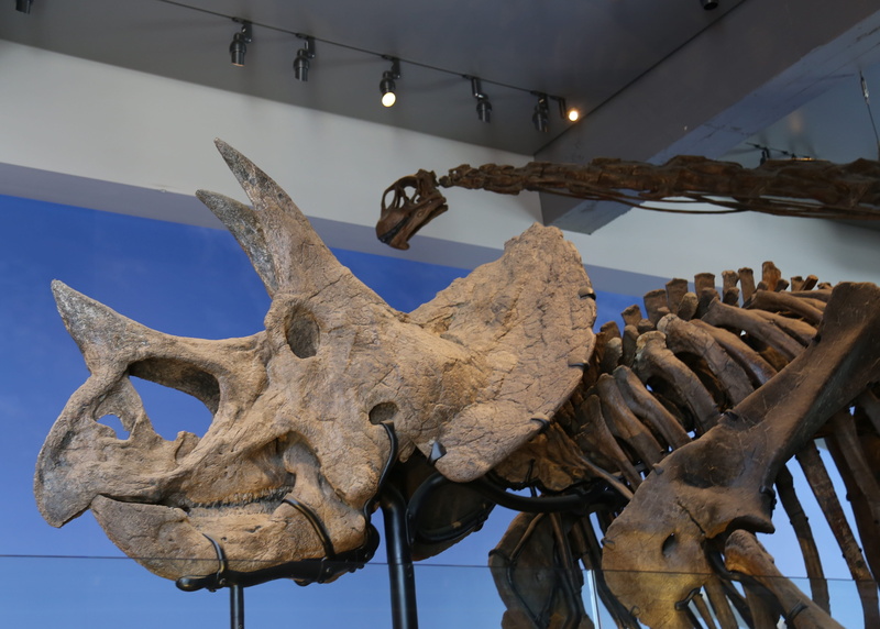 antler, day, no people, wood - material, paleontology, nature, museum, animal body part, hanging, sky, skeleton, animal themes, exhibit, 4K, animal, indoors