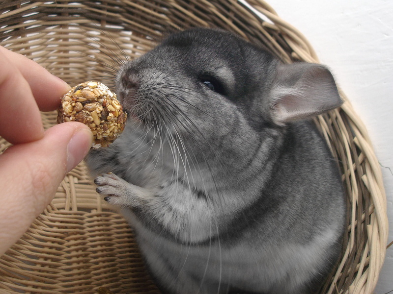 agouti, Rodent, nager, innocence, eating, pets, finger, Fur, food and drink, Animal, Pet, cute, Chinchilla, human body part, snack, domestic animals, basket