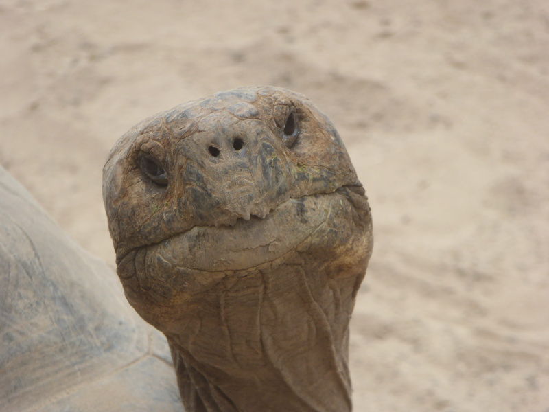 sad, animal, sand, 4K, animals in the wild, one animal, Face, animal head, reptile, day, no people, close-up, Old, head, closeup, brown, Turtle, Head