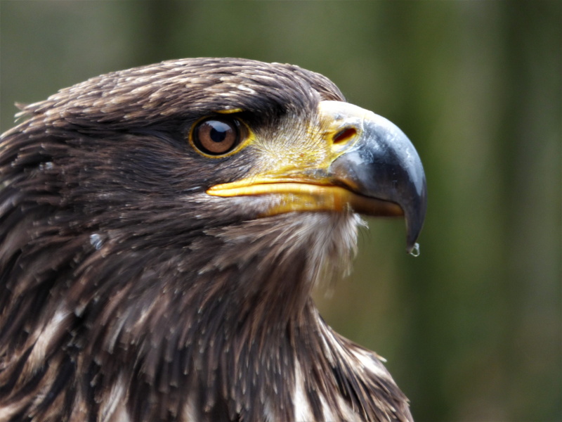 gray, beak, eagle - bird, bird of prey, Eagle, looking away, day, eagle, focus on foreground, Eye, close-up, raptor, Steppe Eagle, close, Head, animal wildlife