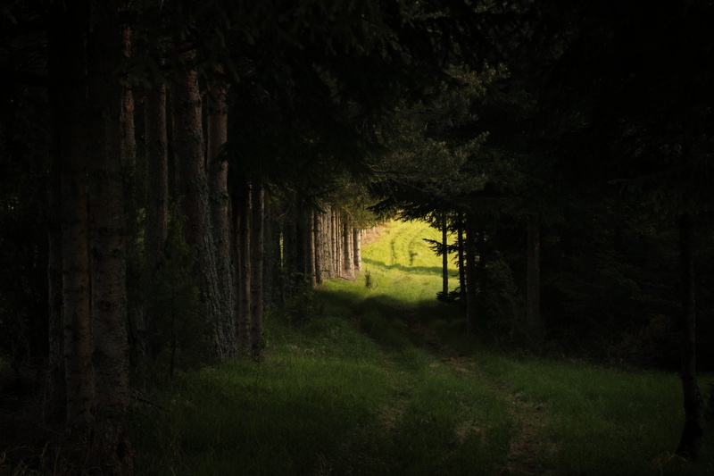 grass, dark, outdoors, tree, woodland, nature, forest, summer, landscape, peace, pathway, bright future, walkway, spring, darkness, non-Urban Scene, rural Scene