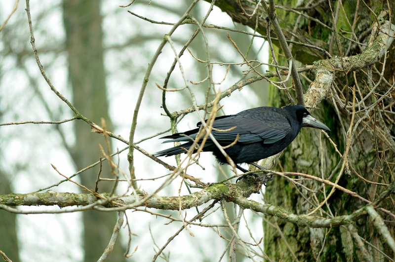 animal wildlife, selective focus, branch, tree, autumn, crow, rook bird, sadness, focus on foreground, beauty in nature, nature, one animal, bird, animal