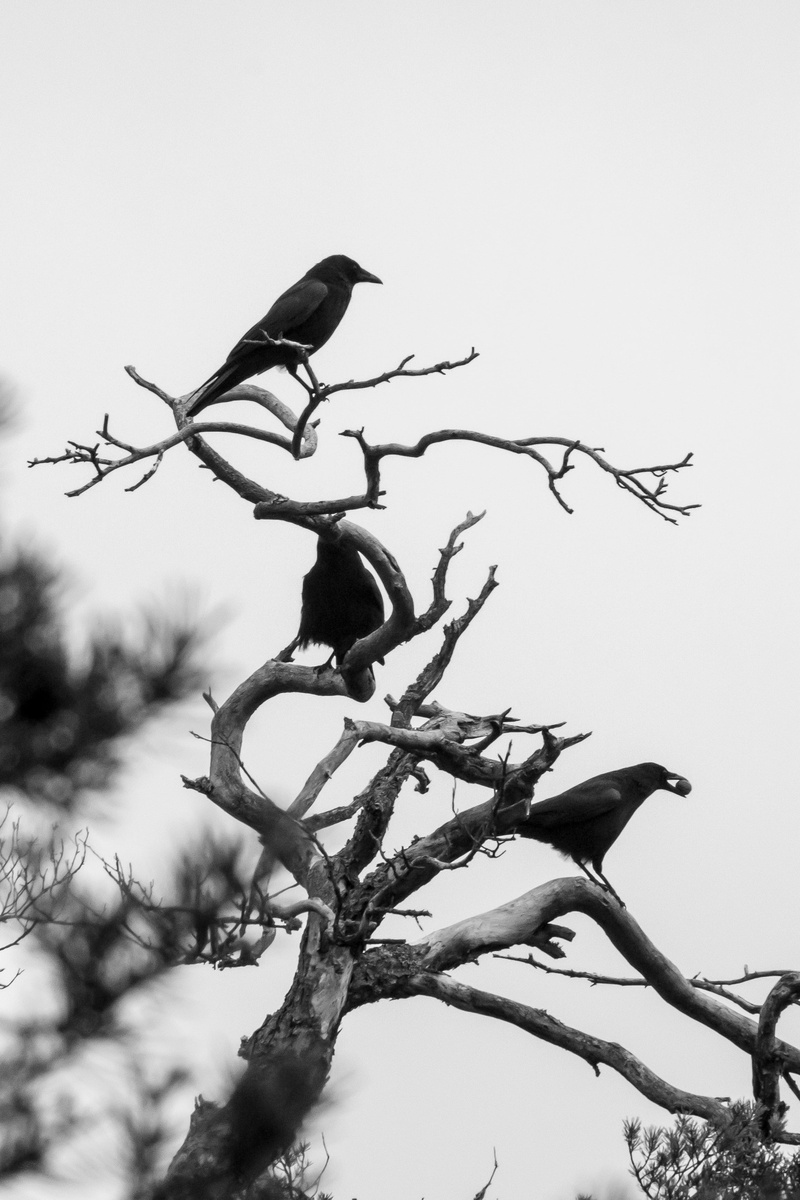 day, raven bird, harbinger, croak, animal themes, sky, crow, bill, tree, black, two animals, bare tree, group of animals, winter, nature, cold, black and white