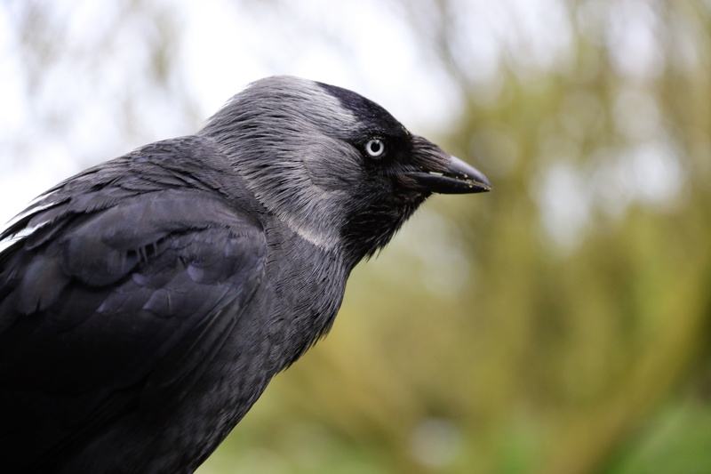wild, close-up, profile view, animal eye, animal wildlife, 5K, blackbird, outdoors, animals in the wild, one animal, raven - bird, focus on foreground