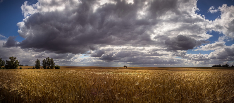 rye field, light case, forest, grain, storm, ear, environment, insel poel, landscape, cereal, arable, nature, land, island, of course, golden yellow, rural scene