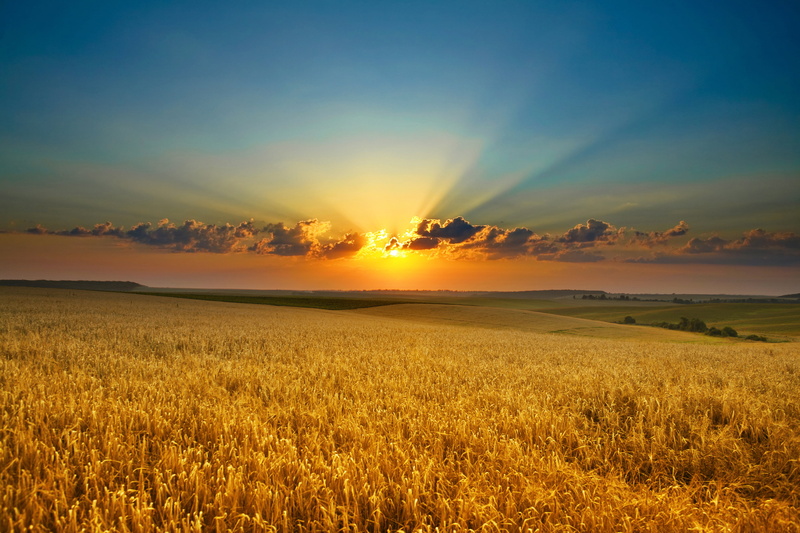 outdoors, environment, plant, sunlight, orange Color, beauty In Nature, sunrise - Dawn, backgrounds, dawn, blue, idyllic, tranquil Scene, cloud - Sky, gold Colored