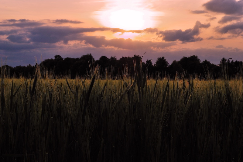 scenics, plantation, sun, food, wheat field, Cereals, sky, cornfield, landscape, cereal plant, outdoors, ear, field crops, nature, Grain, cultivation, green