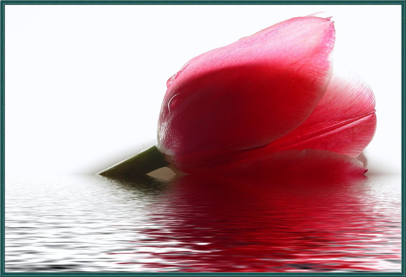 3d and abstract, adrift, tulip, floating, water, 1080P