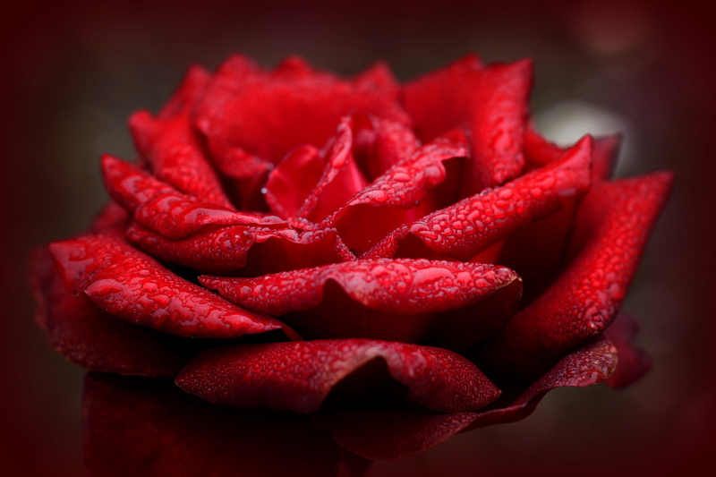 5K, petal, emotion, beauty in nature, valentines day, rose family, rose, blossom, food, plant, rose bloom, close-up, flora, love symbol, large group of objects