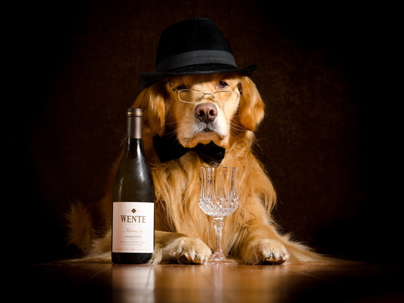 one animal, fun, humor, domestic, text, container, food and drink, purebred dog, sitting, 4K, hat, Retriever, dog, animal, clothing, small, portrait, domestic animals