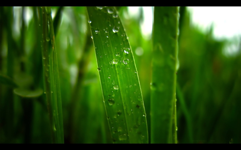 dew, no people, green color, wet, freshness, blade of grass, rain, drop, green, purity, plant part, rainy season, raindrop, screengrab, macro, grass, focus on foreground