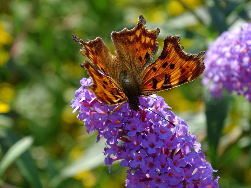 close, butterfly - insect, one animal, fragility, insect, flowering plant, blossom, beauty in nature, freshness, polygonia c album, butterfly, plant, lilac