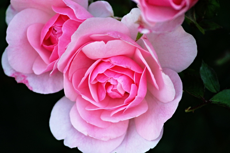 fragrance, plant, close-up, pink, photo album, bouquet, inflorescence, petals, rose flower, ornamental plant, rose, 4K, beauty in nature, flower, roses