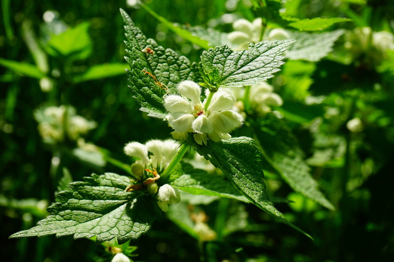 plant part, flower head, bud, day, lamium album, sunlight, flowering plant, 5K, fragility, no people, green color, Flower, bloom, nature, beauty in nature