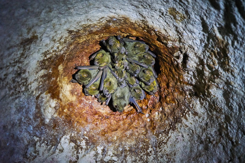 close-up, 5K, rough, pattern, day, no people, high angle view, vertebrate, mammals, tree trunk, animal body part, animal head, animals in the wild, bats