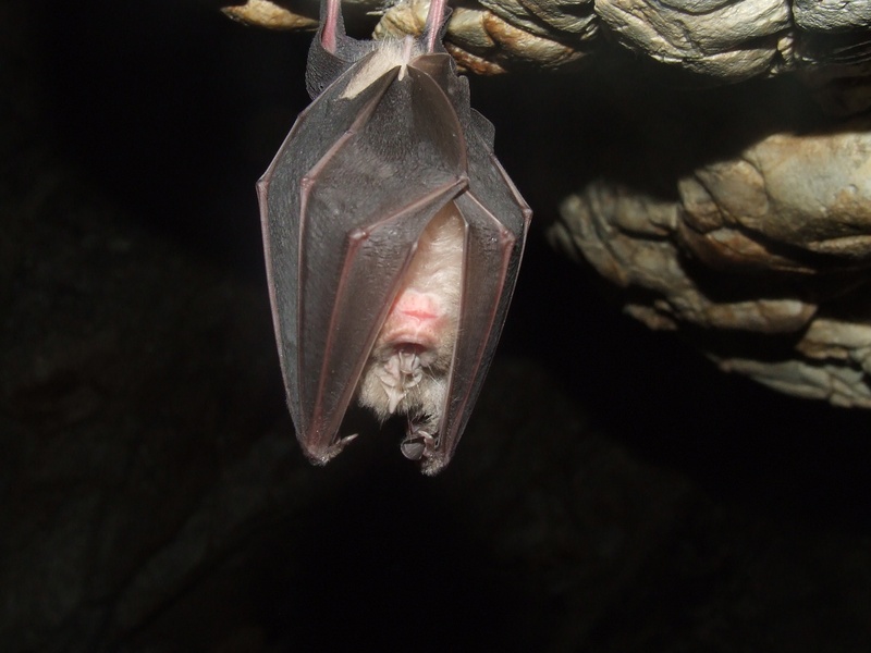 black, bag, indoors, dark, small, studio shot, emotion, close-up, black color, patkóskorrú, focus on foreground, black background, cave, hanging, hanged
