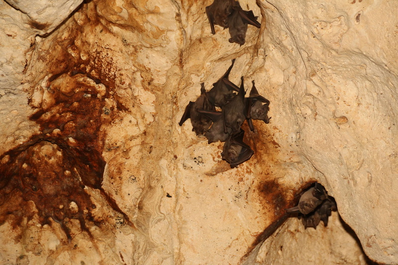 animal, nature, bat - animal, animal body part, animals in the wild, mammal, bats, cave, animal wildlife, rough, day, one animal, close-up, high angle view