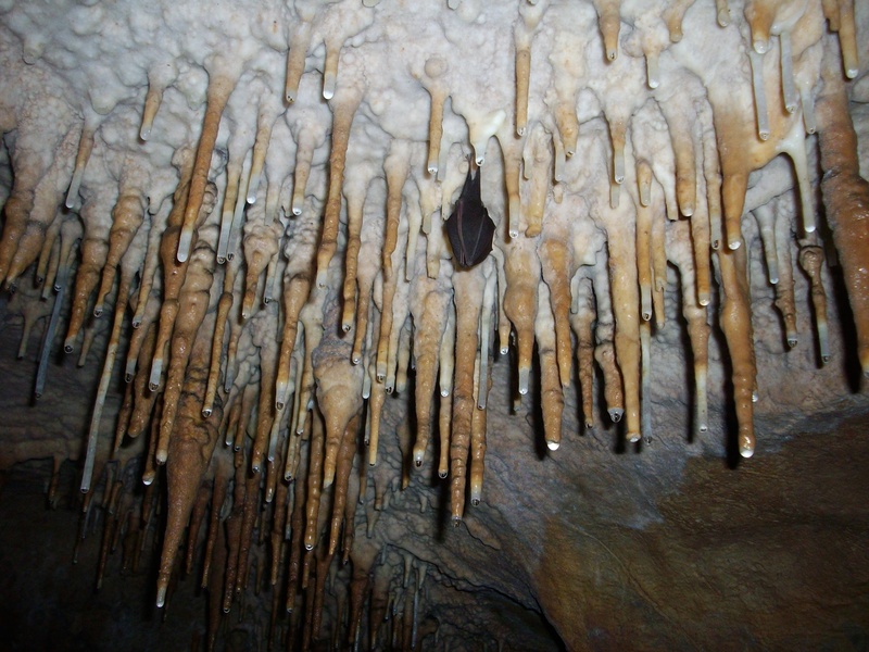 rough, outdoors, rock, creature, full frame, wood, wilderness, animal, natural, cavern, black, pattern, fly, subterranean, natural pattern, vertebrate