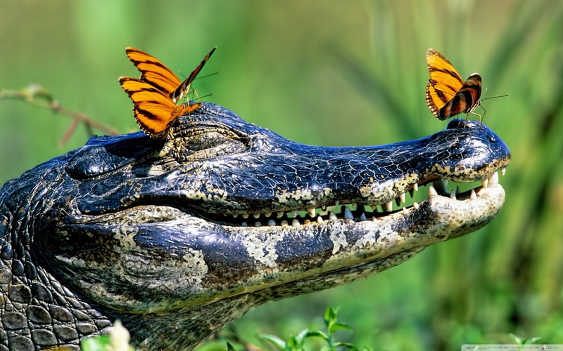 close-up, animal themes, animal body part, 720P, reptiles, one animal, insect, crocodile, nature, animal head, invertebrate, water, blue, animal, focus on foreground