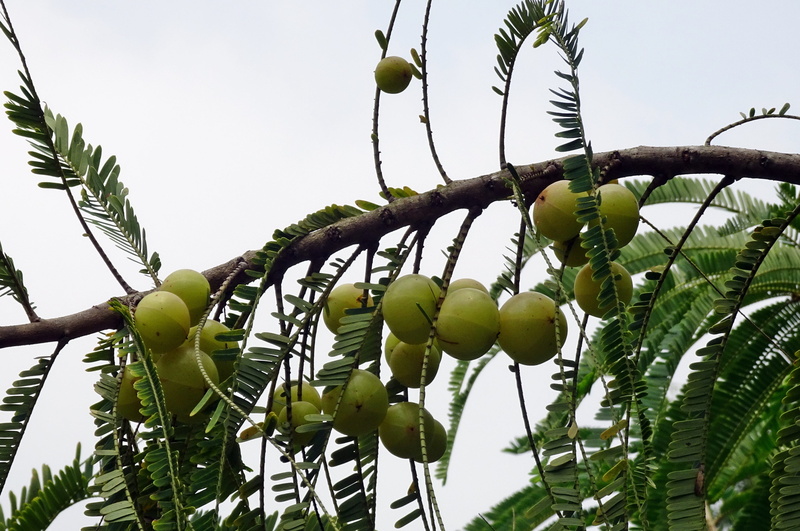 emblica officinalis, food, focus on foreground, growth, ripe, plant, wellbeing, low angle view, india, green color, amalika, outdoors, nature, phyllanthaceae