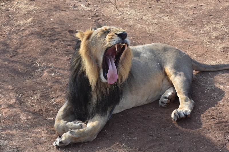 animal wildlife, lion - feline, vertebrate, animal themes, day, 5K, lying down, animal, mouth open, aggression, nature, no people, gir national park, india