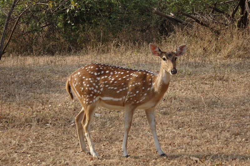 animal wildlife, national park, land, outdoors, full length, side view, travel, 4K, reserve, gir, tulsishyam, one animal, animals in the wild, spotted