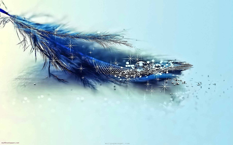 animal wing, invertebrate, one animal, Feather, fly, day, selective focus, no people, blue, animal themes, animal eye, animal wildlife, zoology, 1080P