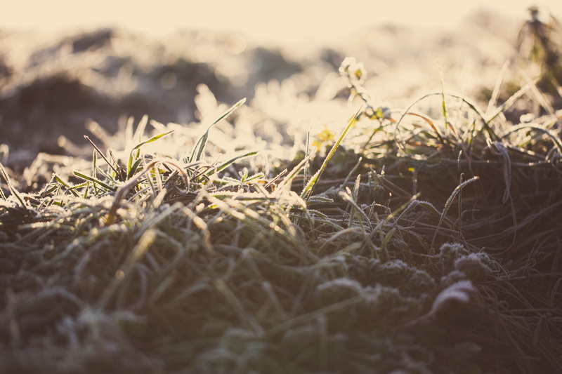 winter, nature, sunlight, country, arable, low down, vulnerability, flower, macro, wild, tranquility, focus on foreground, surface level, beauty in nature