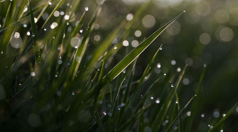 Macro, soocapartfromacrop, droplets, distortion, jennypics, brume, Mist, photobyjennydowning, focus on foreground, Drop, Delicate, Translucent, growth