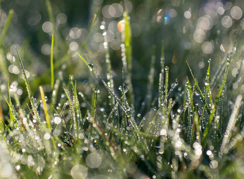 day, plant, beauty in nature, no people, cold temperature, Close, Nature, outdoors, bokeh, Fresh, wet, dew, close-up, growth, purity, green color, rain