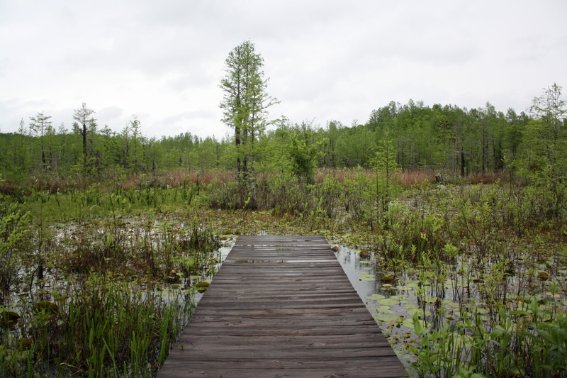 tranquility, peaceful, land, long, path, scenics - nature, direction, wood - material, growth, sky, non-urban scene, beauty in nature, plant, no people
