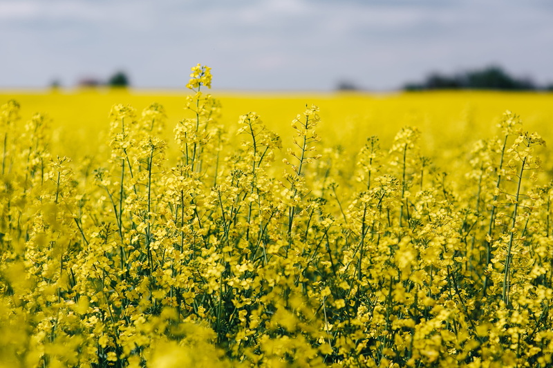oilseed Rape, landscape, Rape, crop, growth, environment, farm, yeallow, tranquility, field, blue, scenics - nature, no People, sky, flower, sunny, flowering plant