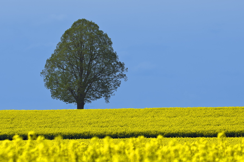 sky, horizon over land, grass, scenics, no people, crop, tree, leaf, tranquility, green, summer, nature, outdoors, daytime, blue, blue sky, rural scene