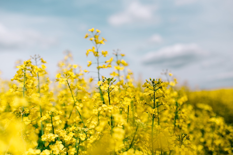 flowering plant, Rape, agriculture, oilseed, crop, 4K, vulnerability, springtime, rural Scene, rapeseed, no People, yeallow, freshness, day, field, canola