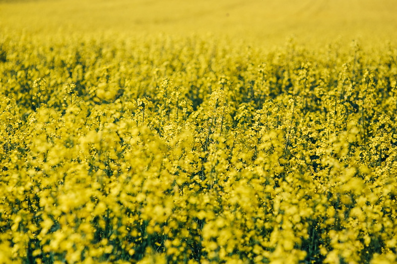 field, no People, agriculture, outdoors, flowerbed, plant, summer, day, rural Scene, scenics - nature, farm, oilseed, freshness, 4K, yeallow, flowering plant