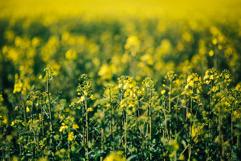 oilseed Rape, environment, rural Scene, nature, meadow, crop, agriculture, growth, yeallow, abundance, canola, outdoors, sky, flower, flowering plant, springtime