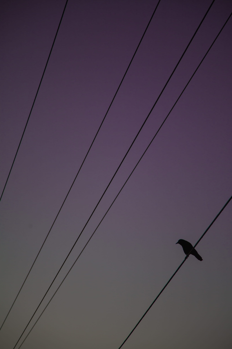 no people, cable, connection, animal wildlife, building, outdoors, sky, spire, flying, 2K, light, low angle view, animal themes, crow, bird, wire, electricity