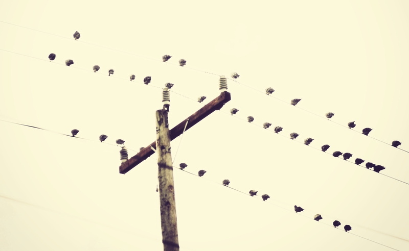 Vintage, group of animals, no people, animal themes, animals in the wild, animal, wooden post, power lines, power supply, vertebrate, bird, nature, birds