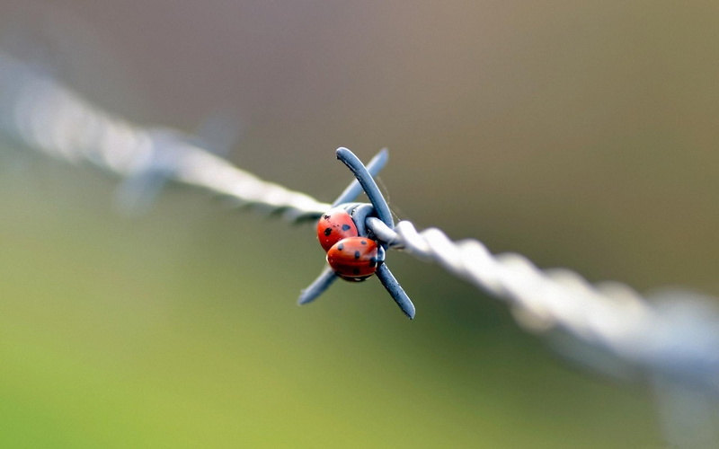 two, barbed, cute, nature and landscapes, wire, ladybugs, 1080P
