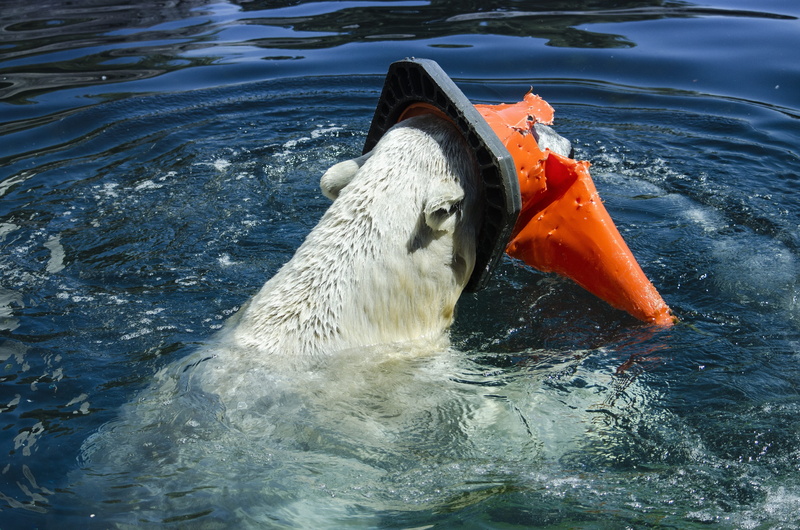 animals in the wild, pollution, diving, cone, animal, animal head, predator, play, fur, animal wildlife, polar, body, bird, polar bear, white, carnivores